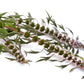 50 MOTHERWORT (Lions Tail / Heartwort) Leonurus Cardiaca Herb Flower Seeds