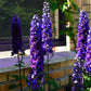 500 Purple ROCKET LARKSPUR DELPHINIUM Ajacis Consolida Flower Seeds