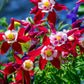 25 CRIMSON STAR COLUMBINE Red & White McKana's Giant Aquilegia Flower Seeds