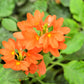 10 ORANGE MARMALADE CROSSANDRA Infundibuliformis Firecracker Flower Houseplant Seeds
