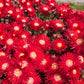 100 Gelato Bright RED ICE PLANT Mesembryanthemum Daisy Livingstone Flower Seeds