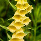 100 YELLOW FOXGLOVE Digitalis Grandiflora Sun or Shade Pollinator aka Large Foxglove or Big-Flowered Foxglove - Flower Seeds