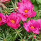100 Pink PORTULACA Grandiflora / MOSS ROSE Flower Seeds
