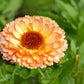 20 ZEOLIGHTS CALENDULA Officinalis MARIGOLD Flower Seeds Zeolight Coral Peach Apricot Pink