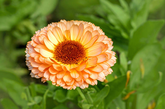 20 ZEOLIGHTS CALENDULA Officinalis MARIGOLD Flower Seeds Zeolight Coral Peach Apricot Pink