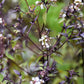 50 CHOCOLATE Joe PYE WEED Eupatorium Rugosum Flower Seeds
