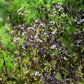 50 CHOCOLATE Joe PYE WEED Eupatorium Rugosum Flower Seeds