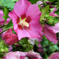 25 Dark Pink ROSE Of SHARON HIBISCUS Syriacus Flower Tree Bush Seeds
