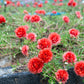 100 Red PORTULACA Grandiflora / MOSS ROSE Succulent Flower Seeds