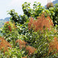 30 CHINESE SUMAC TREE Nutgall White Flowers Red Berries Rhus Chinensis Seeds