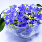 30 Dark Blue NIKITA GENTIAN Gentiana Dahurica Siberian Flower Herb Seeds