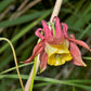 100 ORIENTAL COLUMBINE Plum & White Aquilegia Vulgaris Flower Seeds