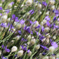 20 Blue CUPIDS DART aka ' LOVE plant ' Catananche Caerulea Flower Seeds