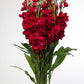 50 Crimson RED STOCK Matthiola Incana Ten-Week Gillyflower Seeds