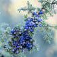 60 Organic Seeds COMMON JUNIPER (20 Berries) Juniperus Communis Tree Shrub Evergreen Conifer Blue Berry Yellow Flower aka Gin Berry Pine