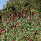 10 BLACK Knight SWEET PEA Lathyrus Odoratus Fragrant Flower Vine Seeds