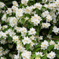 20 SWEET MOCK ORANGE English Dogwood Philadelphus Coronarius Shrub Flower Seeds