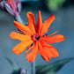 25 VESUVIUS CAMPION Red Orange Lychnis Arkwrightii Catchfly Flower Seeds