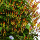 10 FIRECRACKER VINE Flower Mina Lobata Exotic Love Spanish Flag Ipomoea Seeds