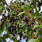 30 BLACK CHERRY Fruit Tree Prunus Serotina Fragrant White Flowers Seeds