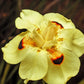 20 YELLOW AFRICAN IRIS Fortnight Lily Dietes Bicolor Butterfly Flag Spanish Peacock Iris Flower Seeds