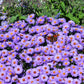 50 Blue RICE BUTTON ASTER Dumosus Flower Seeds
