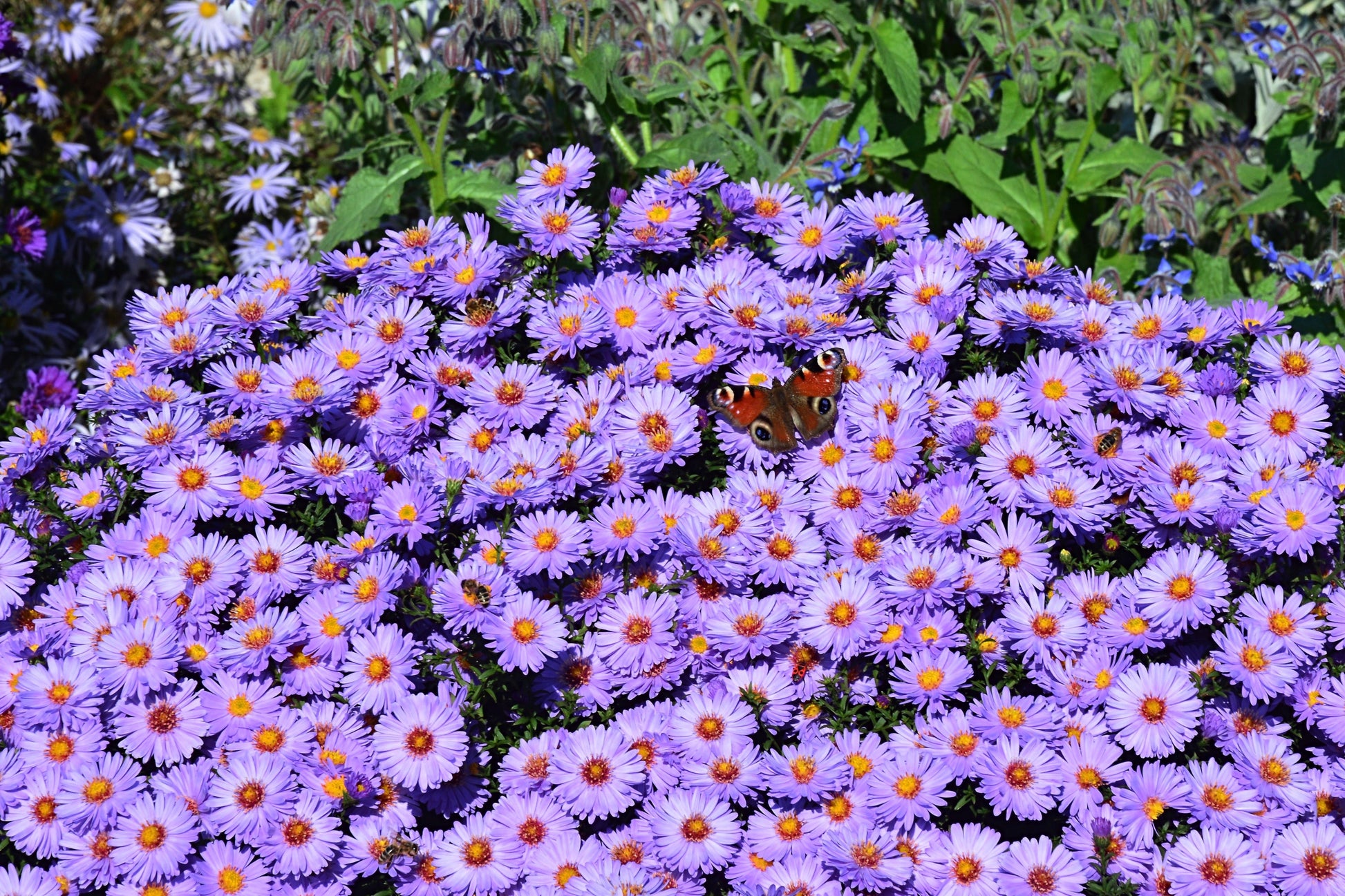 rice flower seeds 50 Blue RICE BUTTON ASTER Dumosus Flower Seeds