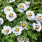 10 TREE PEONY Mountain Paeony Paeonia Suffruticosa Arborea Mixed Colors Red Pink White Purple Yellow Bicolor Flower Shrub Seeds