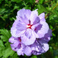 10 Purple Double ROSE Of SHARON Hibiscus Syriacus Flower Tree Shrub Seeds