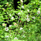 10 OYAMA MAGNOLIA TREE White Pink Flower Pink Pod Sieboldii Siebolds Shrub Seeds