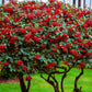 20 SILVER BUFFALOBERRY Shepherdia Argentea Red Fruit Native Bullberry Berry Shrub Seeds
