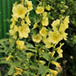 25 YELLOW HOLLYHOCK Alcea Rosea Flower Seeds Perennial