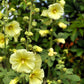 25 YELLOW HOLLYHOCK Alcea Rosea Flower Seeds Perennial