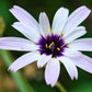 25 WHITE CUPID'S DART Love Plant Catananche Caerulea Flower Seeds