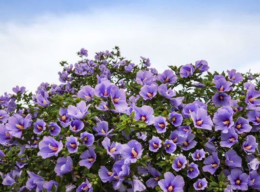 25 Purple ROSE Of SHARON HIBISCUS Syriacus Flower Tree Bush Seeds