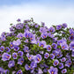 1000 BULK Mixed Colors ROSE Of SHARON HIBISCUS Syriacus Flower Tree Shrub Seeds