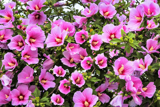 25 Dark Pink ROSE Of SHARON HIBISCUS Syriacus Flower Tree Bush Seeds