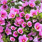 50 Mixed Colors ROSE Of SHARON HIBISCUS Syriacus Flower Tree Bush Seeds Mix