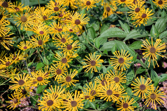 300 SWEET CONEFLOWER Rudbeckia Subtomentosa Yellow Black Eyed Susan Flower Seeds