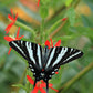20 ROYAL RED CATCHFLY Hummingbird & Endangered Native Flower Silene Regia Seeds