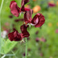 10 BLACK Knight SWEET PEA Lathyrus Odoratus Fragrant Flower Vine Seeds