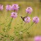 100 Rocky Mountain BEE PLANT Cleome Serrulata Flower Seeds