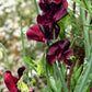 10 BLACK Knight SWEET PEA Lathyrus Odoratus Fragrant Flower Vine Seeds