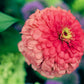 250 EXQUISITE ZINNIA Elegans Changes Color Red - Hot Pink Pale Pink Flower Seeds