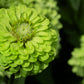 250 GREEN ENVY ZINNIA Elegans Heirloom Chartreuse Double Flower Seeds