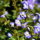 50 BROWALLIA Americana Amethyst Flower Bush Violet Blue Purple Flower Seeds