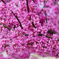 40 GIANT REDBUD TREE Cercis Gigantea Pink Purple Flower Seeds