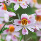 200 Mixed Colors BUTTERFLY ORCHID (Poor Mans Orchid / Angel Wings) Schizanthus Wisetonensis Flower Seeds