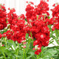 50 Crimson RED STOCK Matthiola Incana Ten-Week Gillyflower Seeds