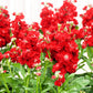 50 MIXED COLORS STOCK Matthiola Incana Ten-Week Gillyflower Blue White Pink Red Purple Seeds